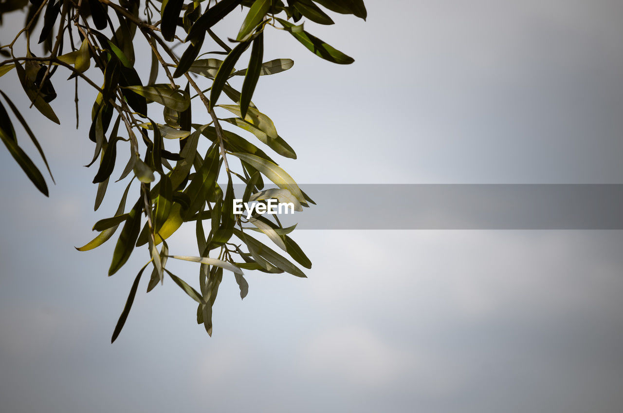 plant, nature, branch, leaf, plant part, tree, sky, sunlight, growth, no people, flower, green, beauty in nature, macro photography, outdoors, plant stem, yellow, food and drink, food, twig, grass, close-up, fruit, low angle view, environment, day, copy space, freshness, cloud