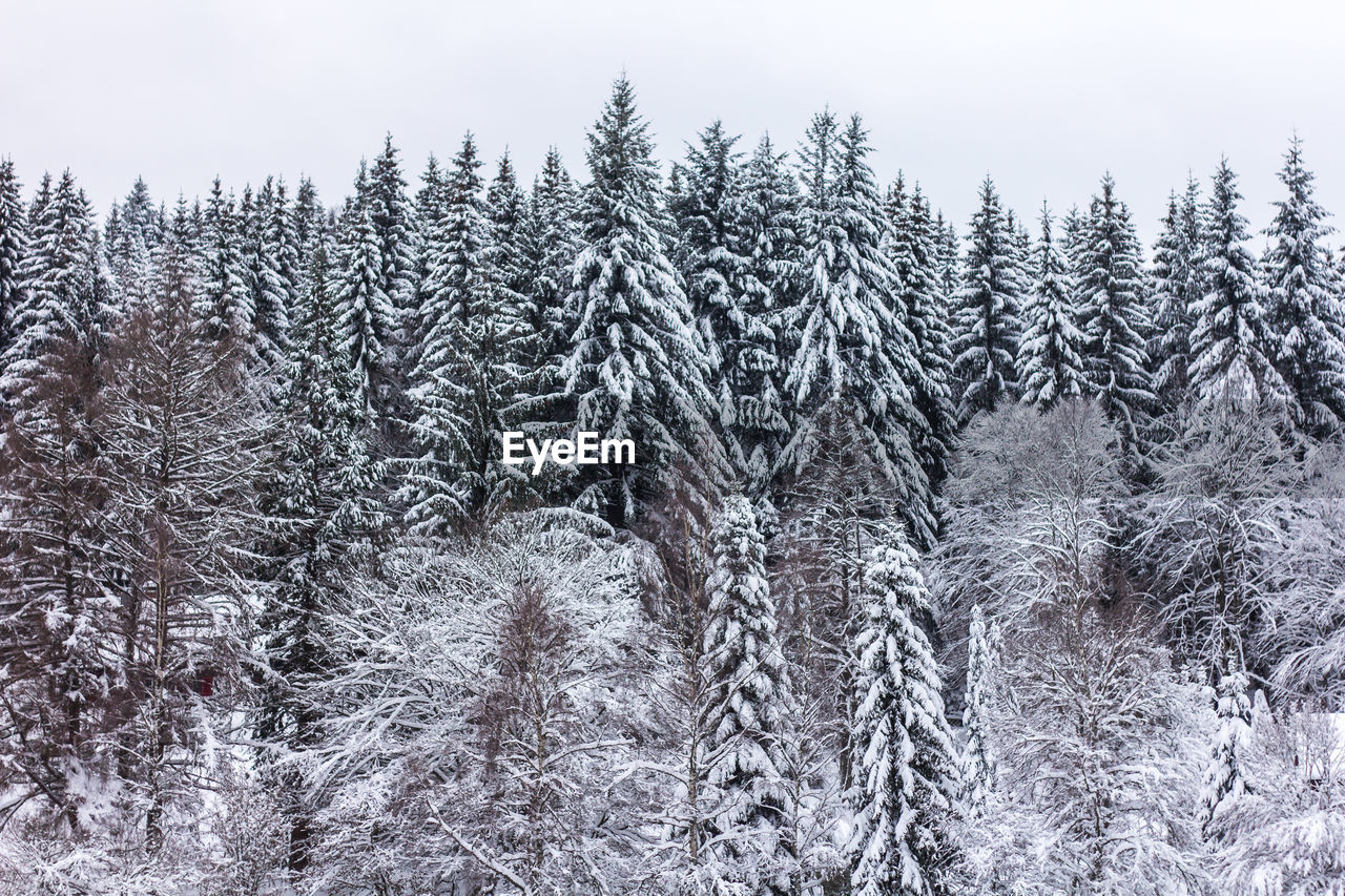 Snow covered trees in forest against sky