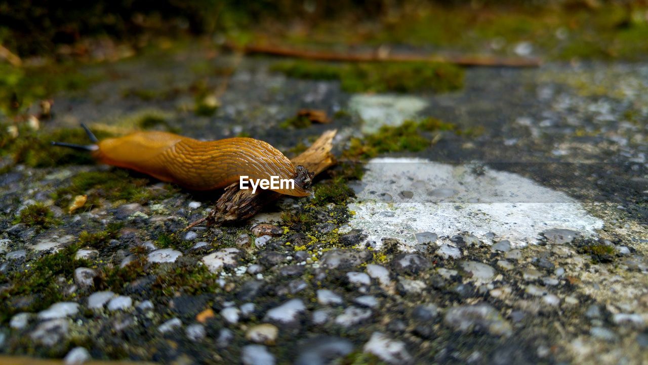 Close-up of slug