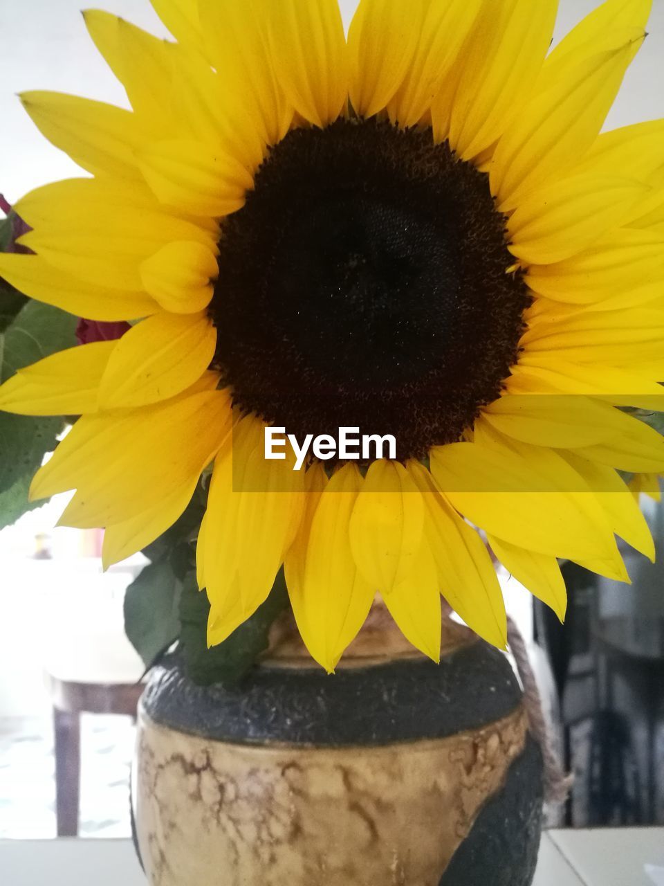 CLOSE-UP OF SUNFLOWER BLOOMING