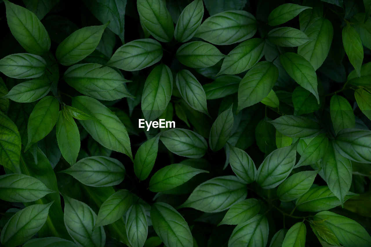 Full frame shot of green leaves