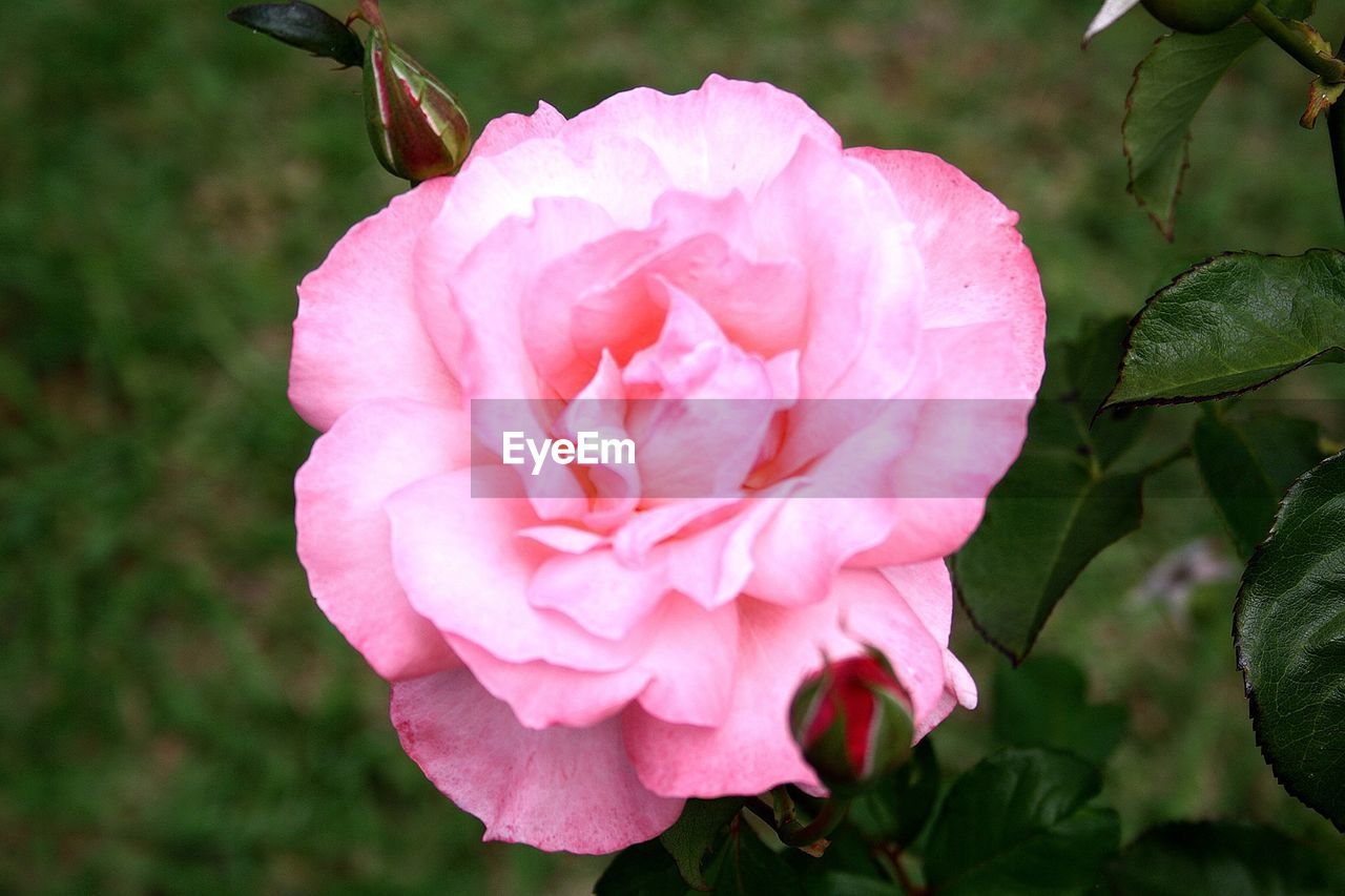 CLOSE-UP OF PINK ROSES