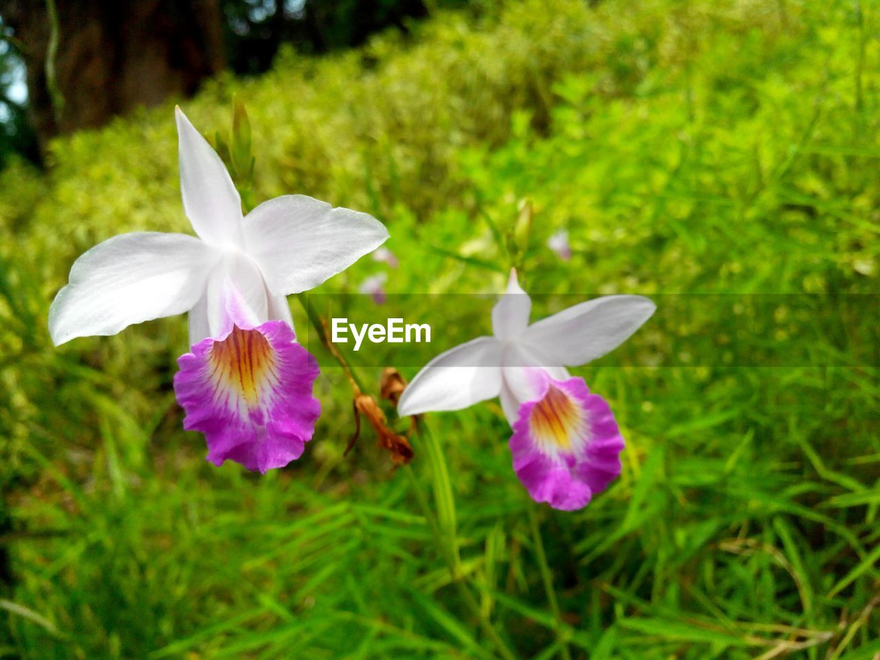 Close-up of flowers blooming on grassy field