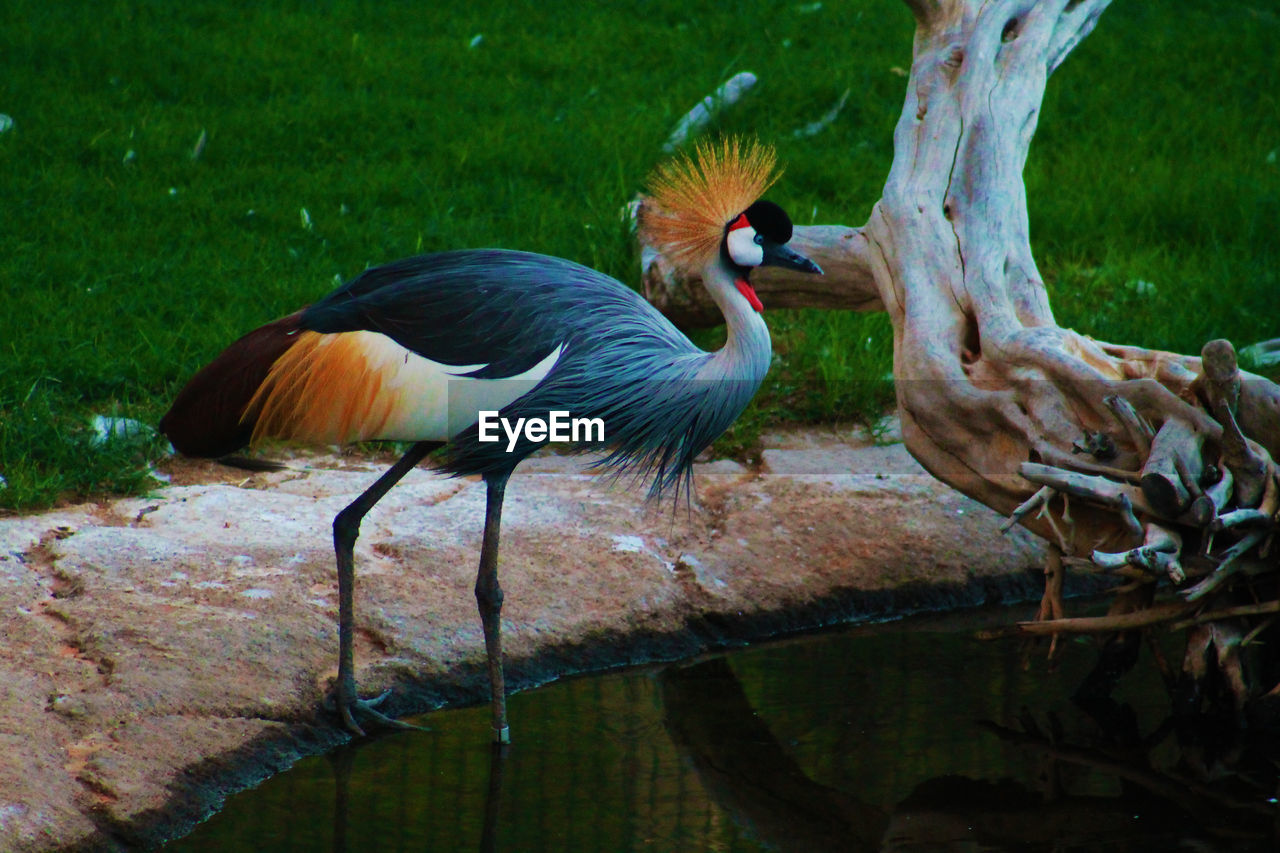 Gray crowned crane in shallow water