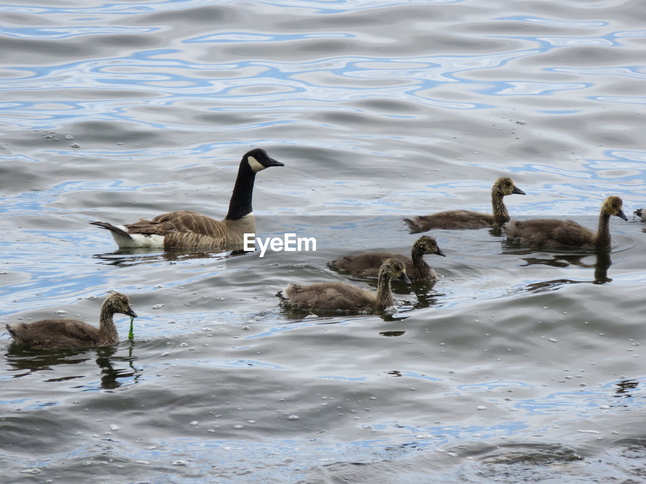 DUCKS IN LAKE