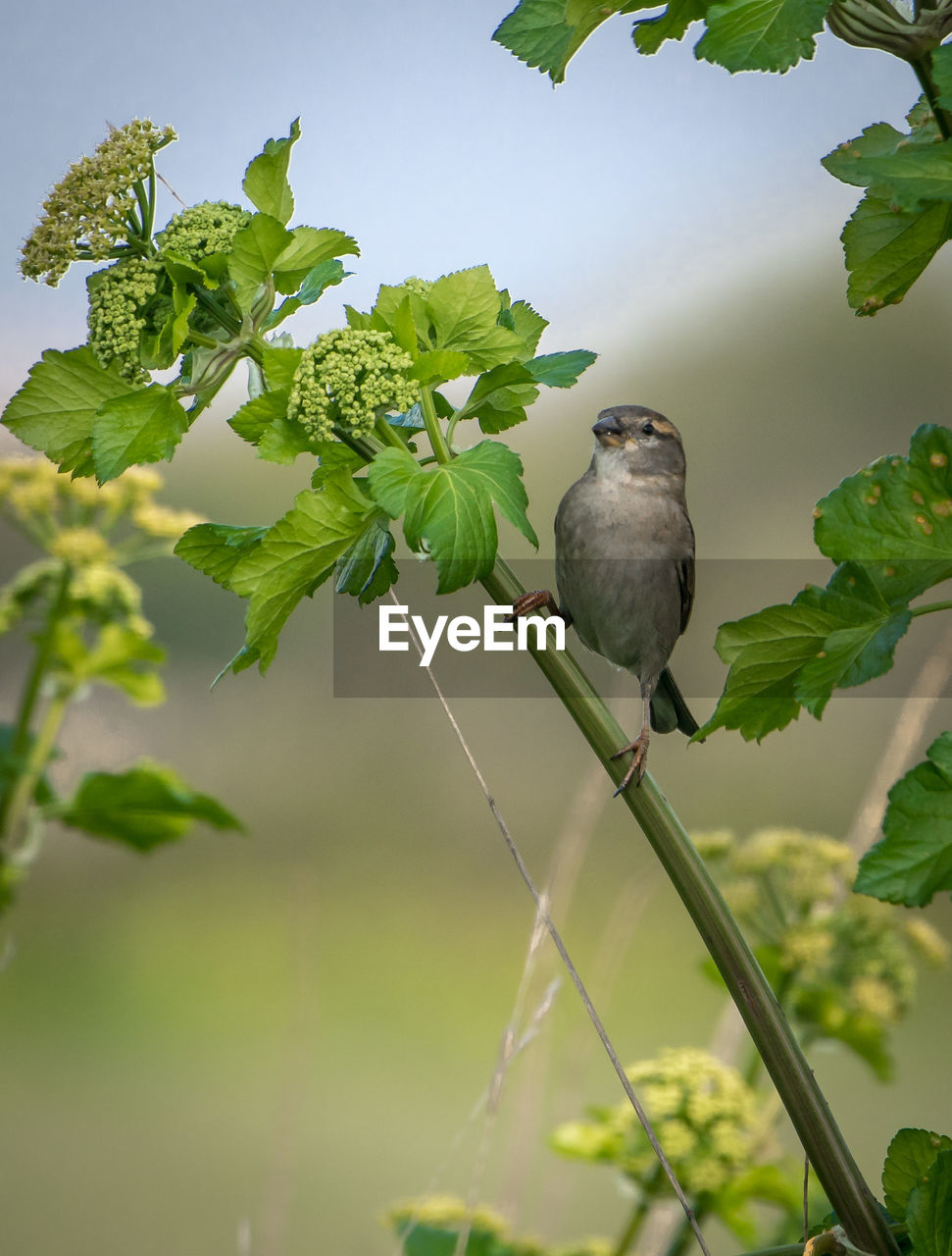 BIRD PERCHING ON TREE