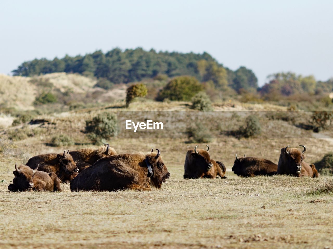 American bison sitting on grassy field against clear sky during sunny day