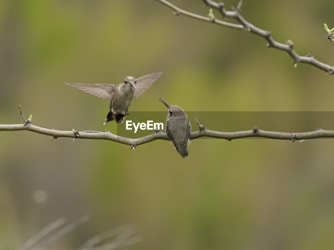 Close-up of bird perching on branch