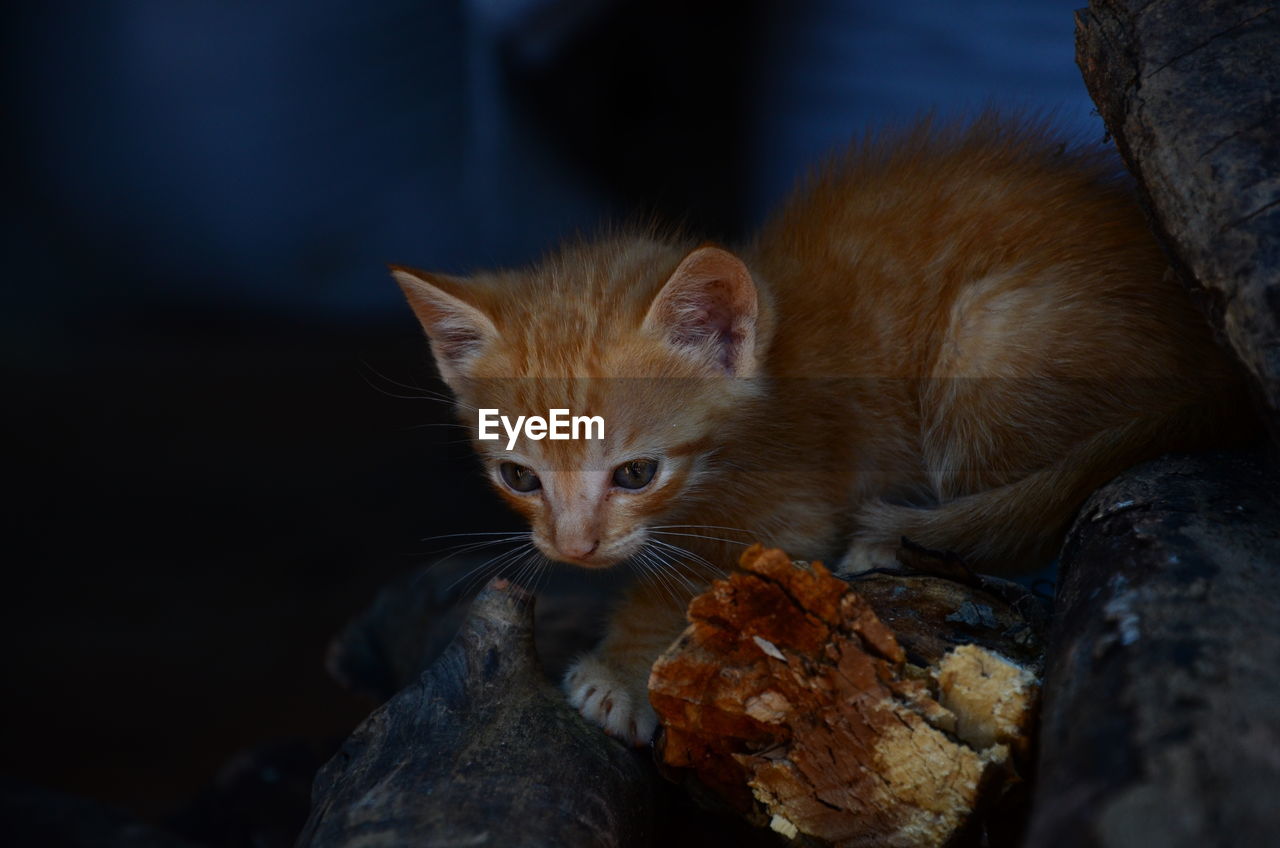 High angle view of ginger kitten on wood