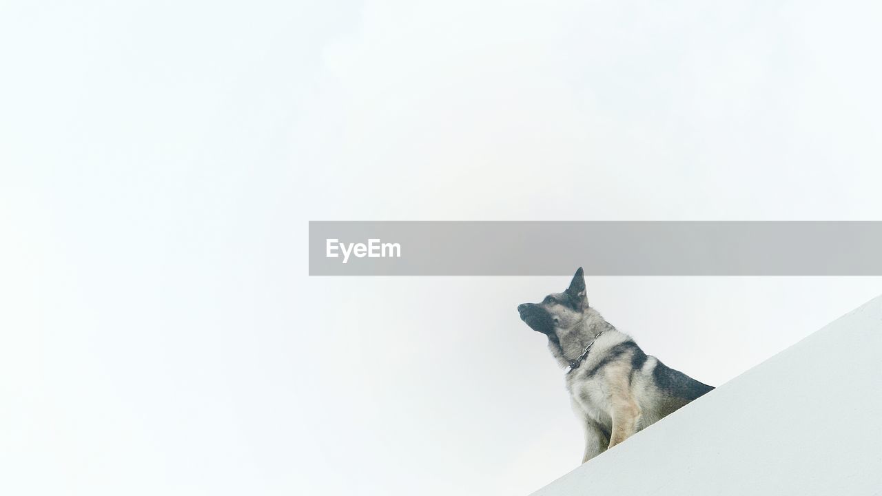 HORSE AGAINST SKY SEEN FROM WALL