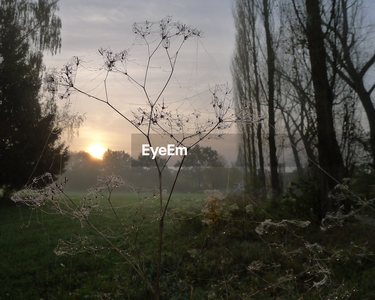 TREES IN FOREST AGAINST SUNSET SKY