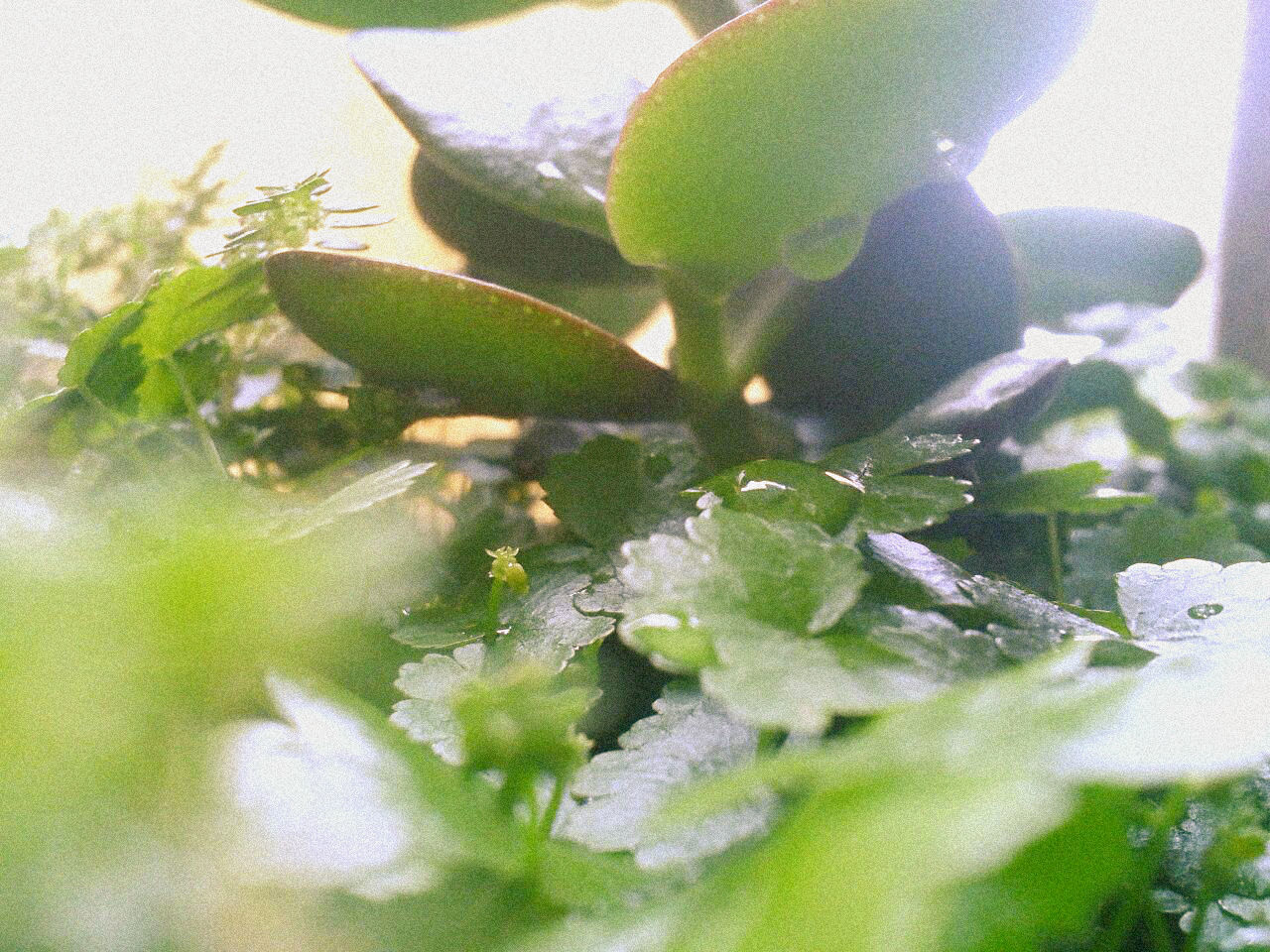 CLOSE-UP OF GREEN PLANTS