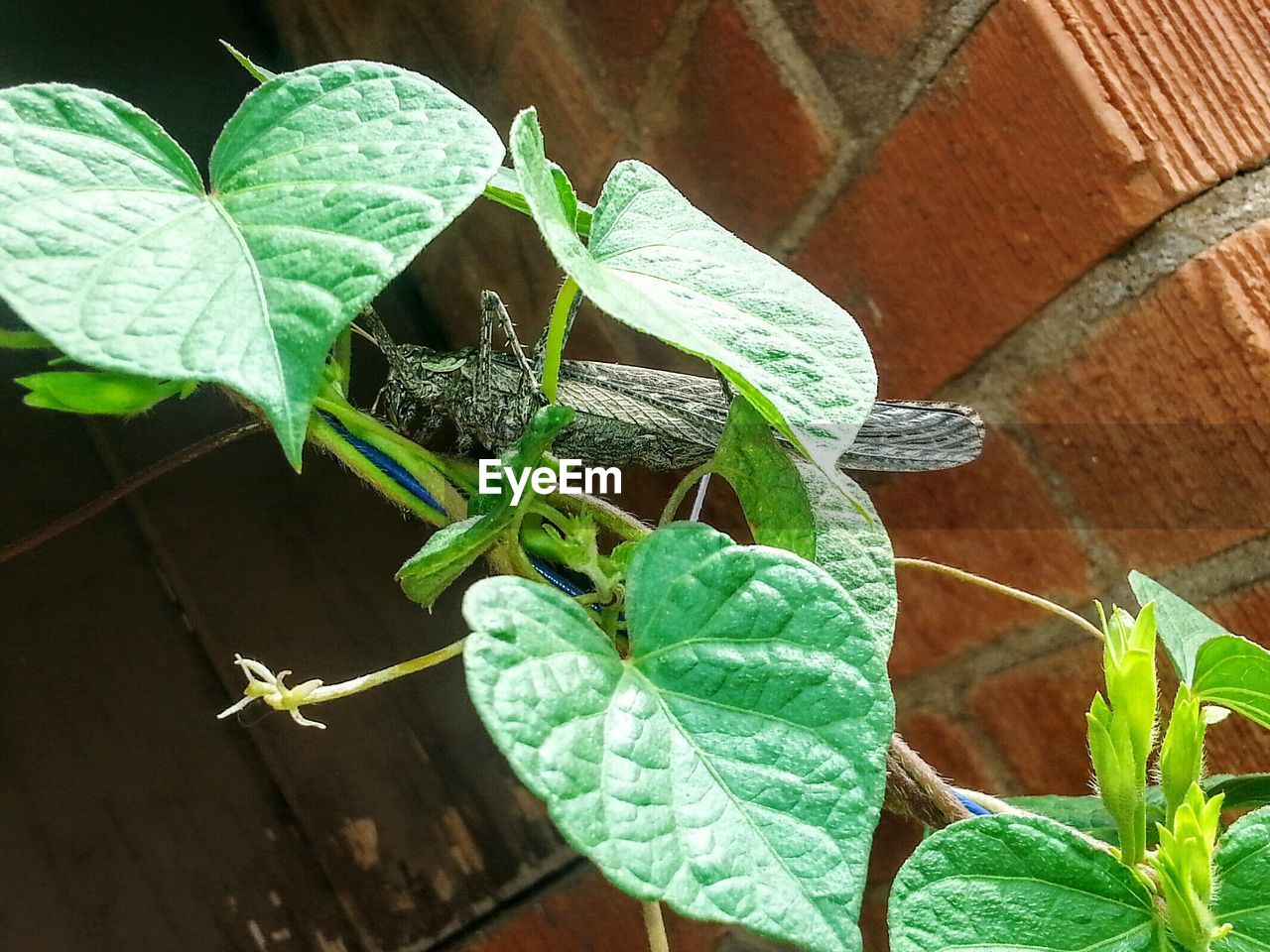 CLOSE-UP OF GRASSHOPPER ON LEAF