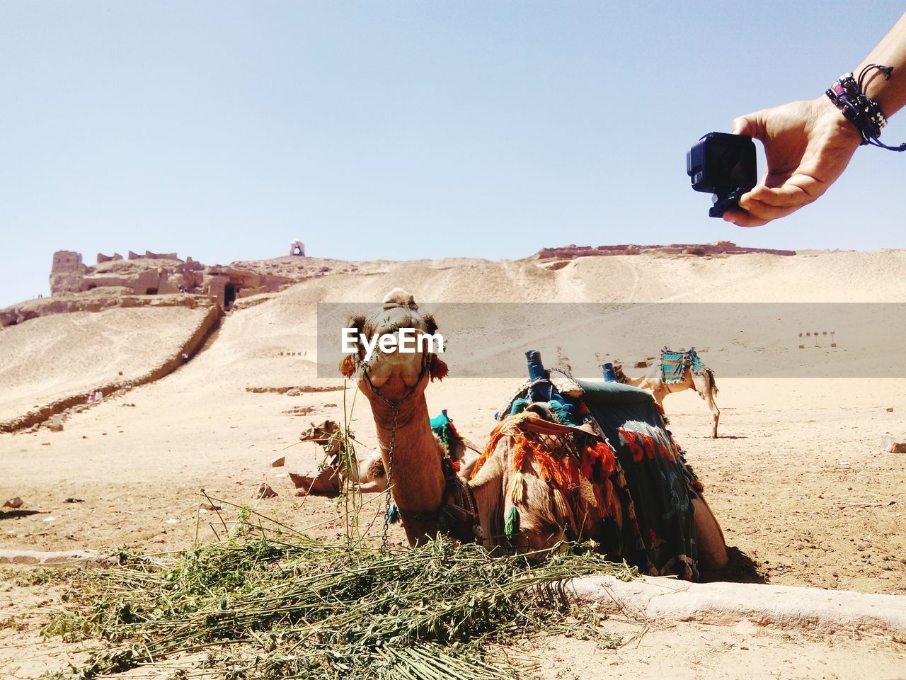 Camel sitting on sand against clear sky