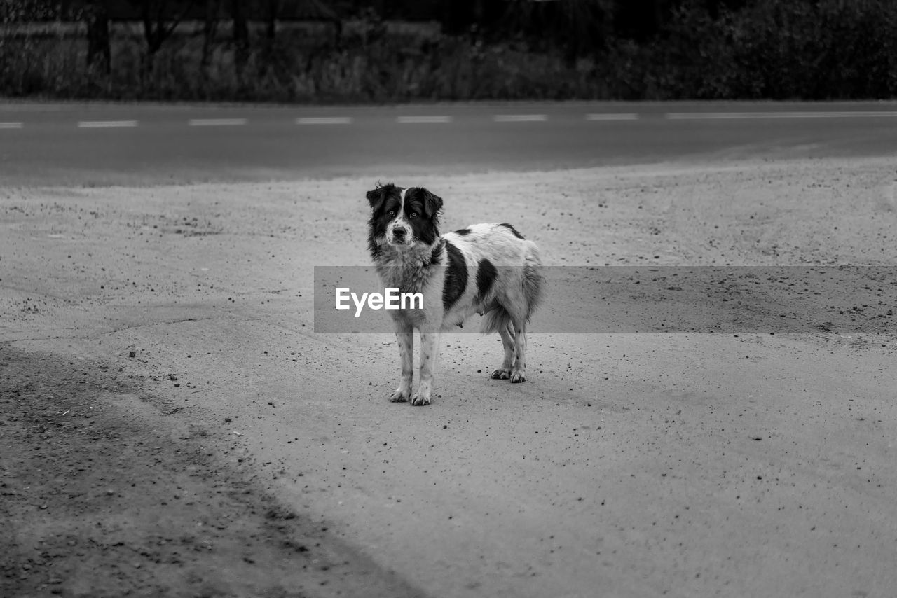 Stray dog standing on road