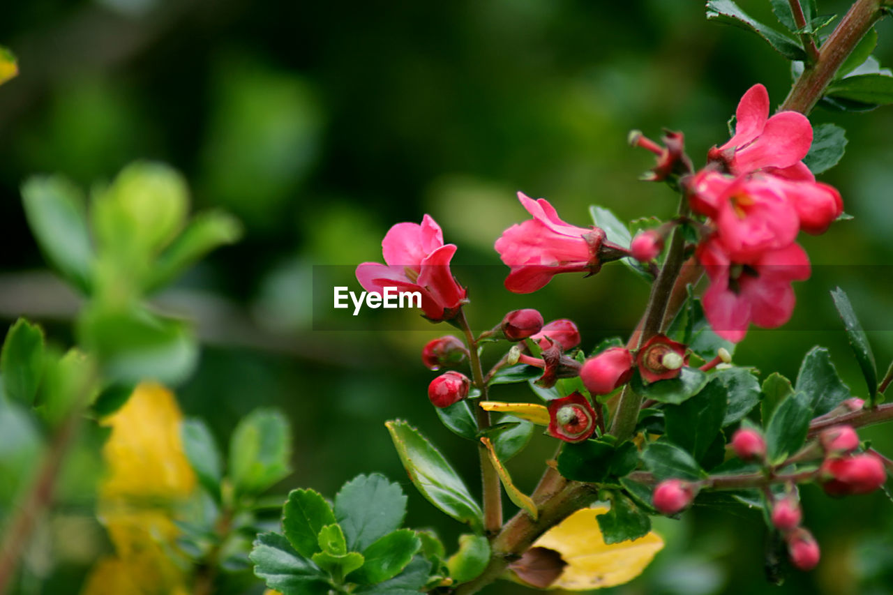 CLOSE-UP OF RED FLOWERS