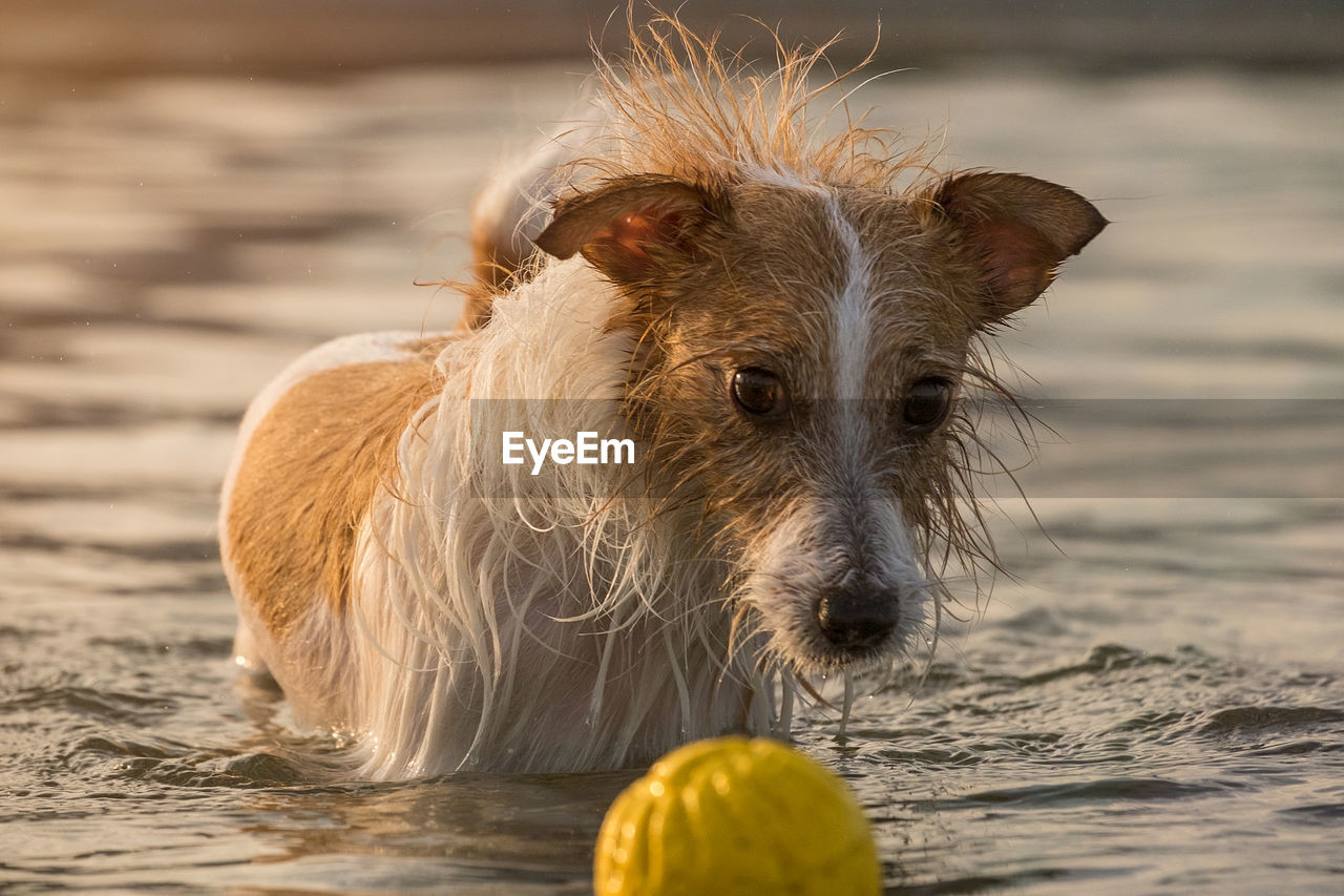 Portrait of dog playing with ball in lake during sunset
