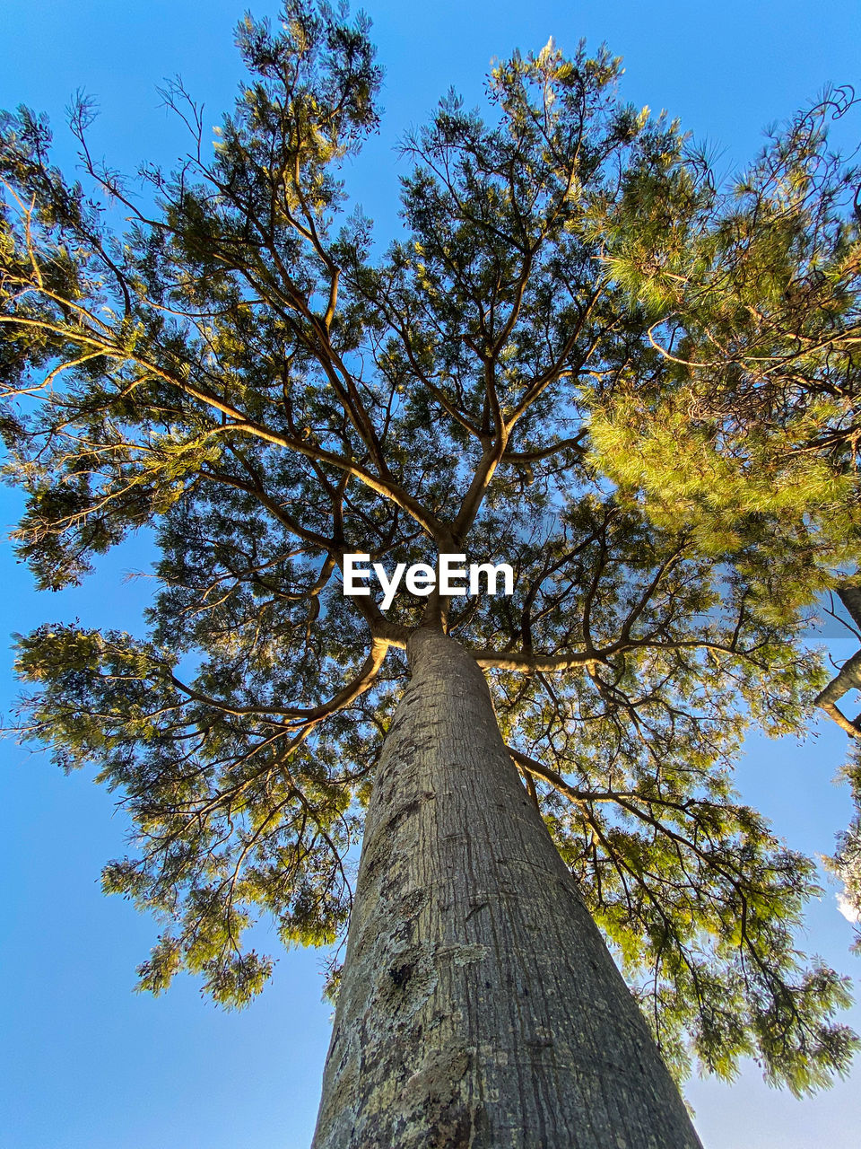 tree, plant, sky, low angle view, nature, tree trunk, leaf, trunk, no people, branch, growth, blue, autumn, beauty in nature, day, outdoors, clear sky, flower, tranquility, land, environment, scenics - nature, sunlight