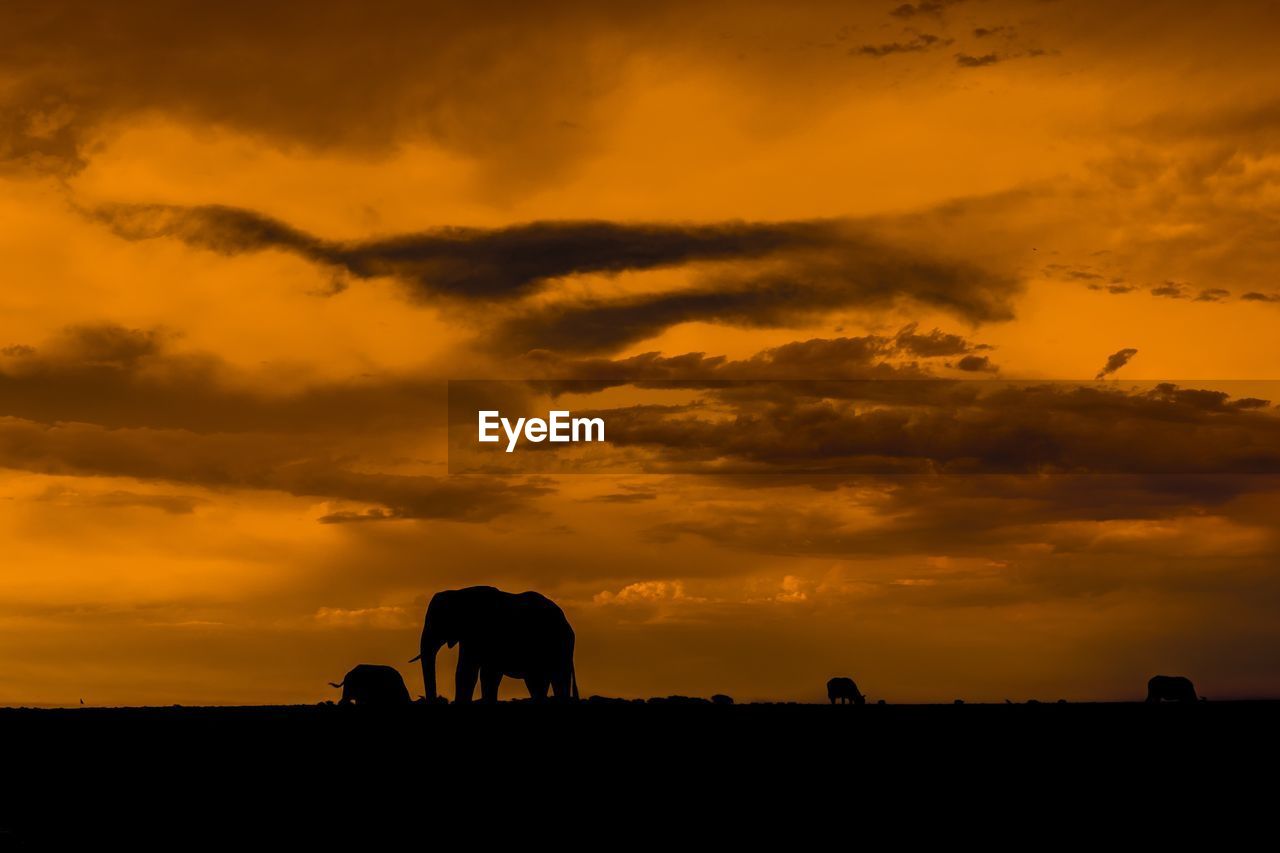 SILHOUETTE OF ELEPHANT AGAINST DRAMATIC SKY DURING SUNSET