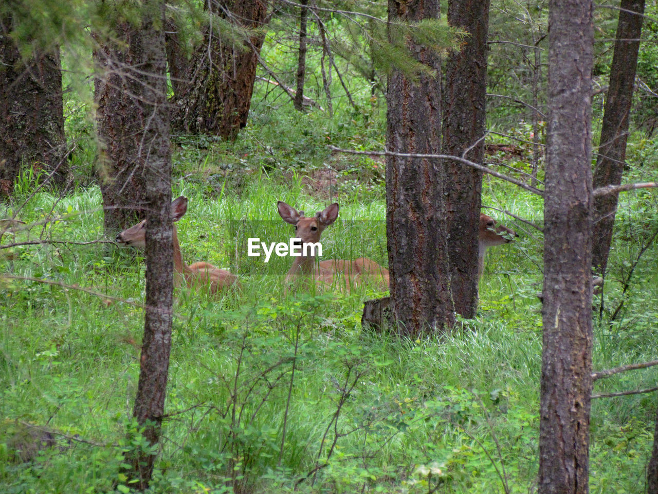 Deer sitting by trees on grassy field