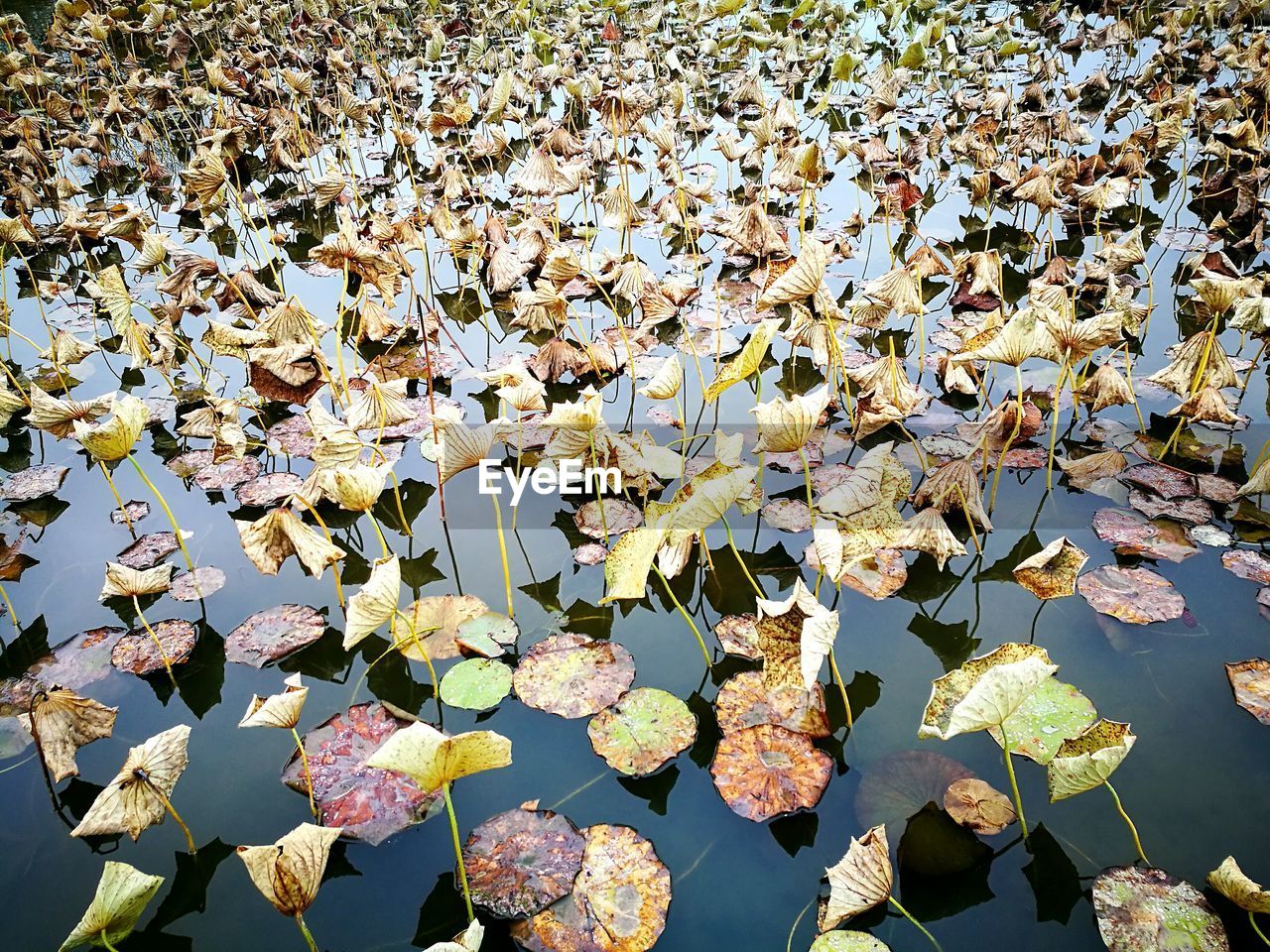 FULL FRAME SHOT OF FLOWERS WITH WATER