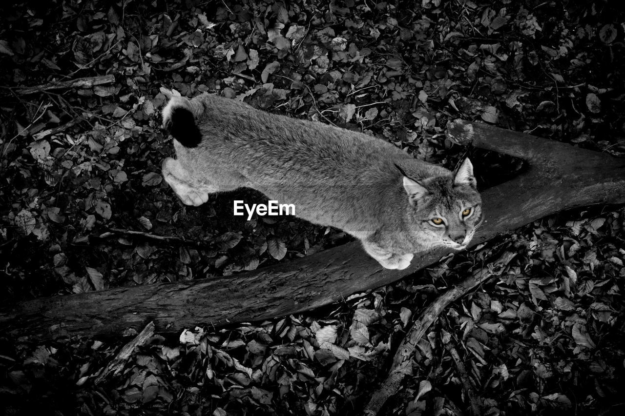 HIGH ANGLE VIEW PORTRAIT OF CAT ON LAND