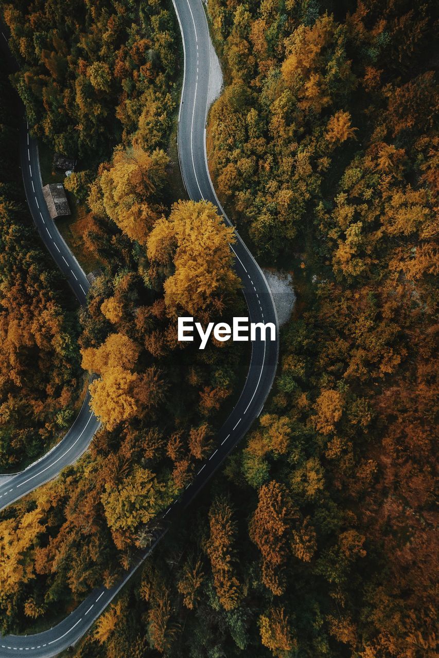 High angle view of road amidst trees during autumn
