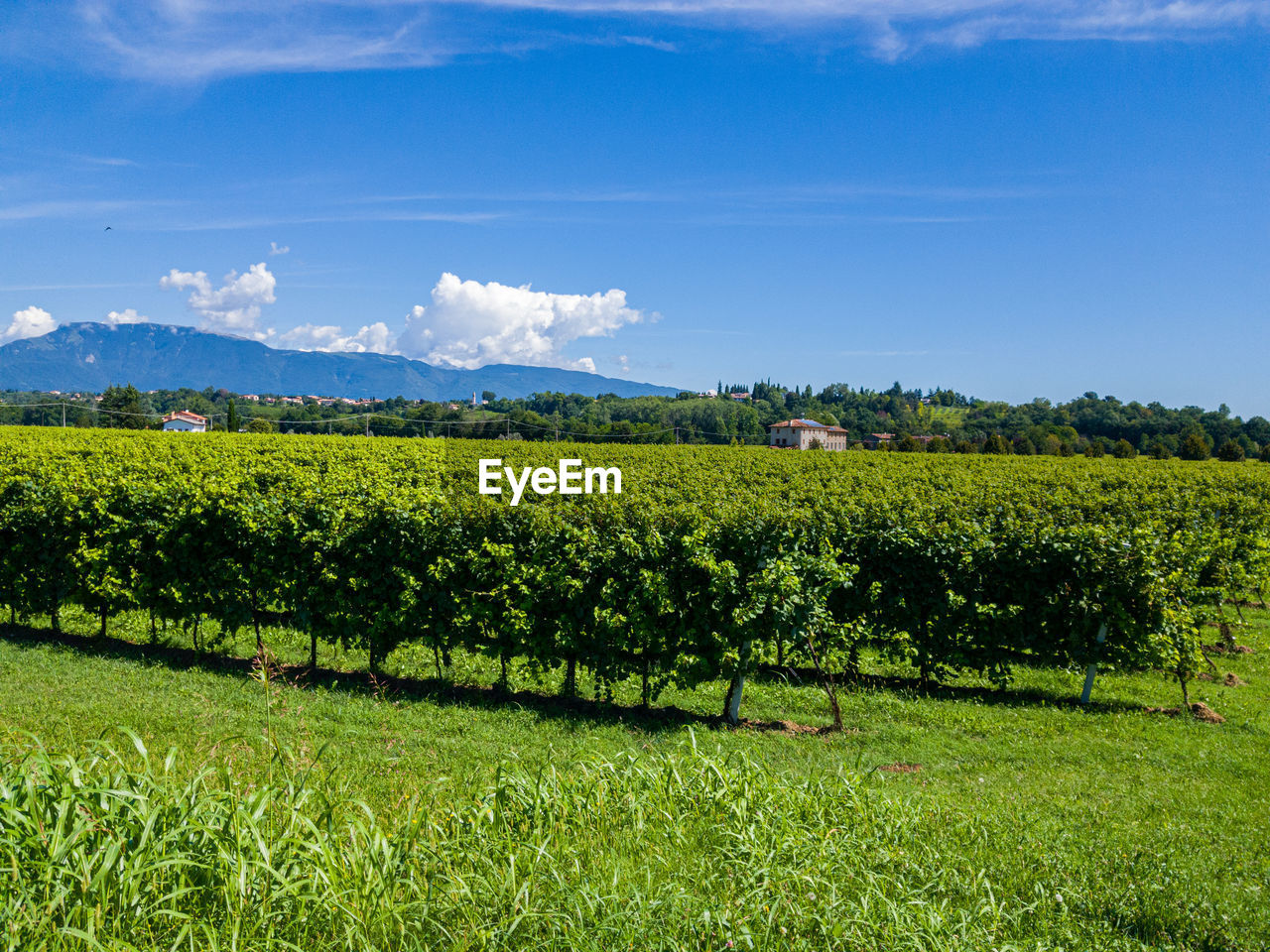 SCENIC VIEW OF AGRICULTURAL FIELD