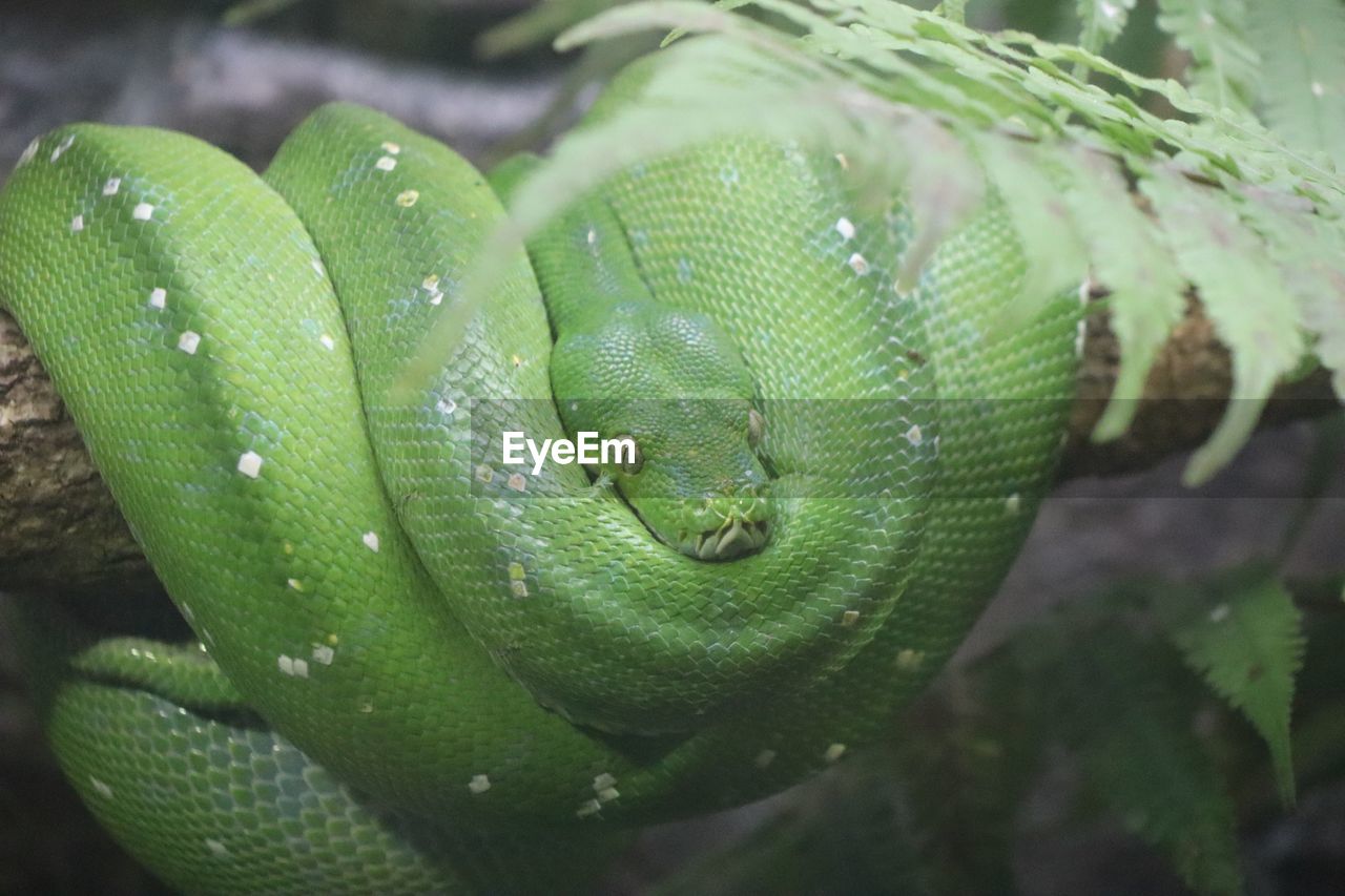 Close-up of green snake