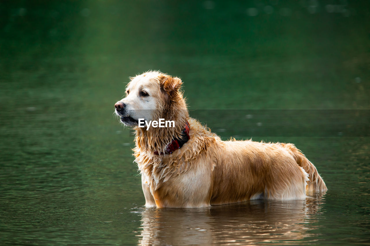 VIEW OF A DOG LOOKING AWAY