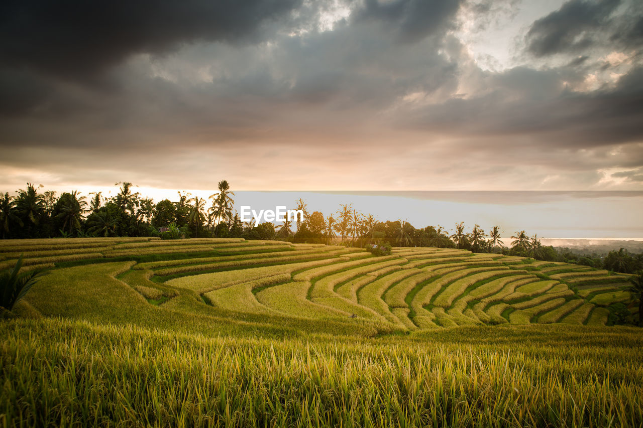 Beautiful rice terrace in sunset 
