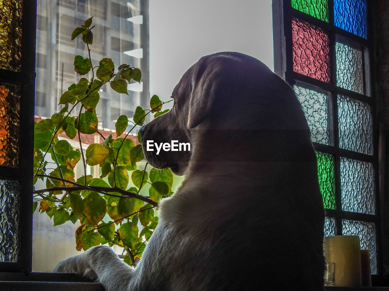 one animal, pets, window, domestic animals, animal themes, dog, mammal, indoors, home interior, sitting, looking through window, no people, day, tree, close-up