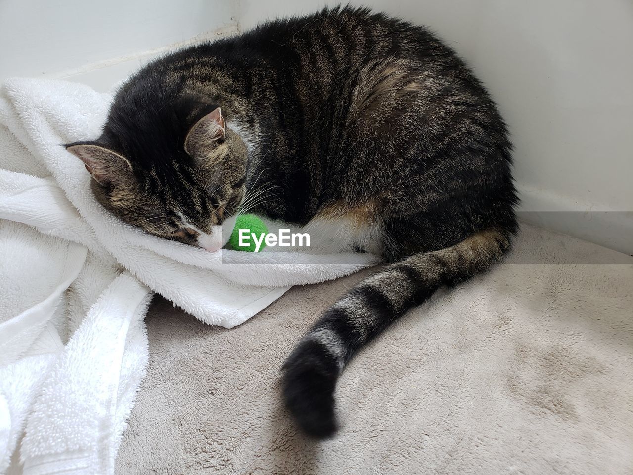 High angle view of cat sleeping on bed