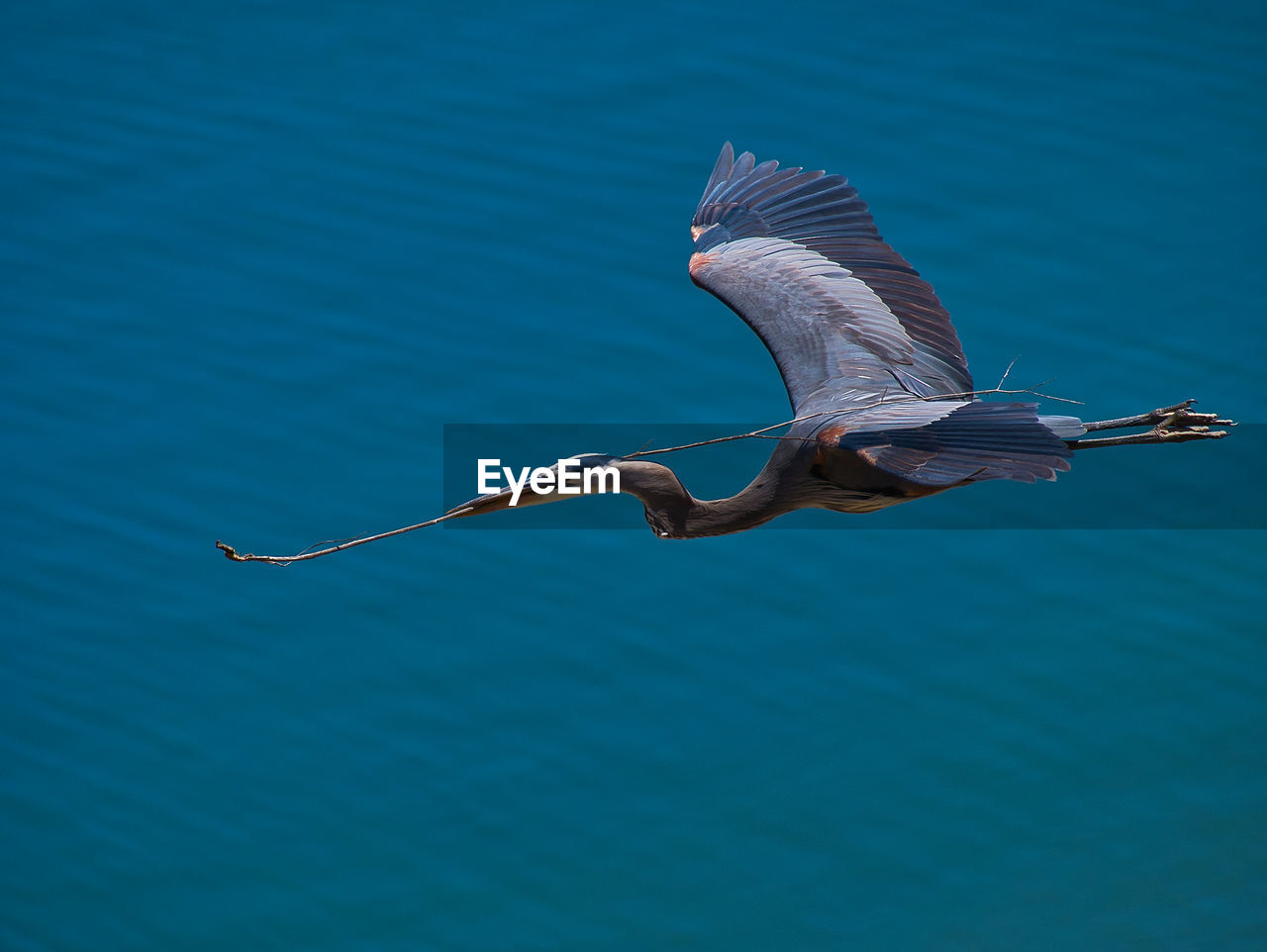 BIRD FLYING OVER SEA