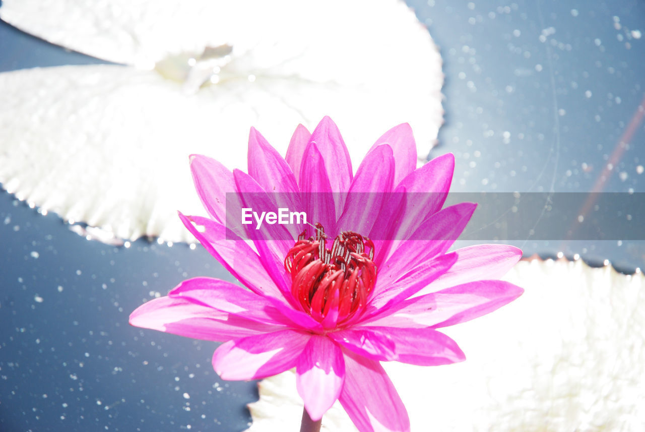 Close-up of pink flower