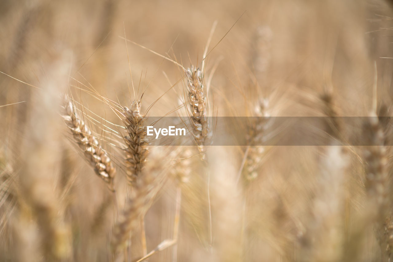 Wheat field. ears of golden wheat close up. beautiful nature sunset landscape.