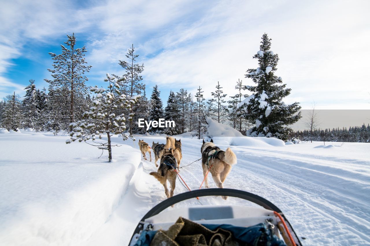Rear view of sled dogs on snow against sky