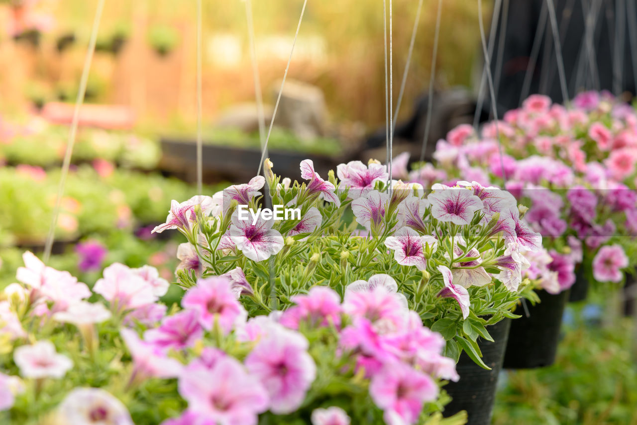 CLOSE-UP OF PINK FLOWERS BLOOMING IN PLANT