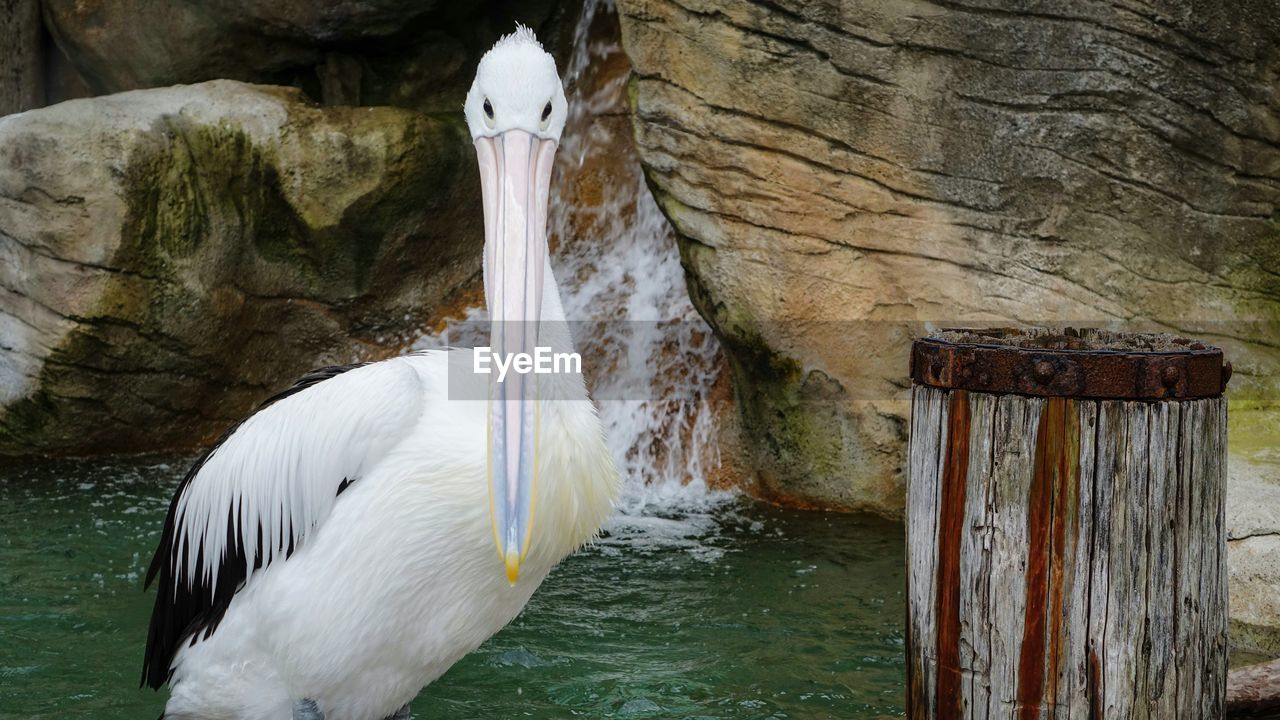 Close-up of pelican against waterfall