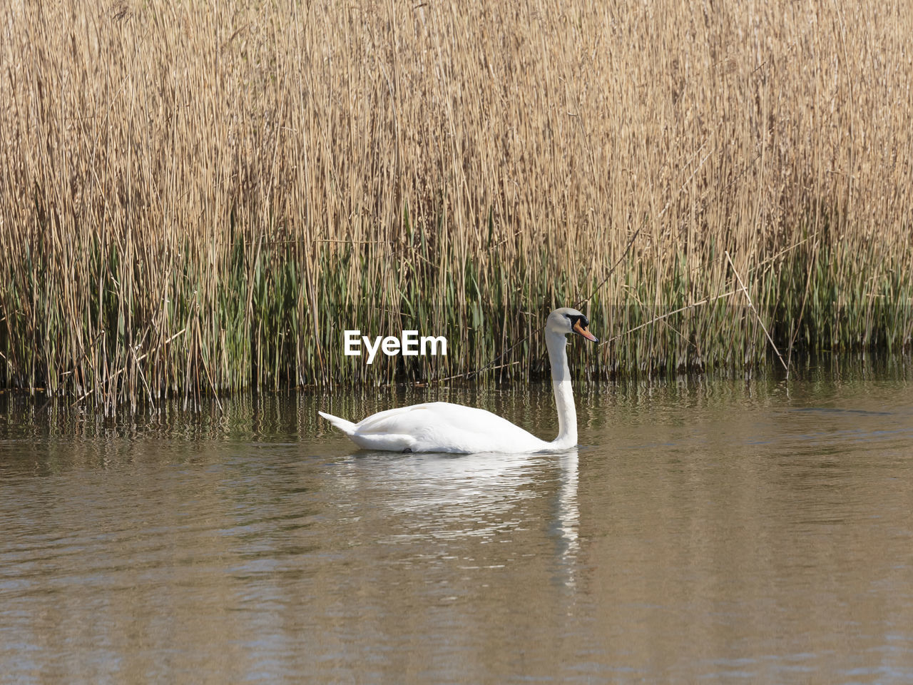 SWAN FLOATING ON LAKE