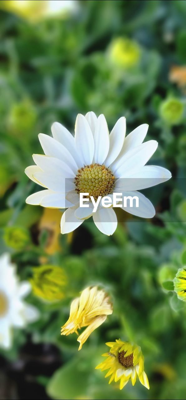 flower, flowering plant, plant, freshness, beauty in nature, flower head, fragility, petal, close-up, growth, inflorescence, nature, yellow, focus on foreground, white, pollen, no people, wildflower, botany, outdoors, daisy, blossom, day, springtime, meadow, selective focus, summer