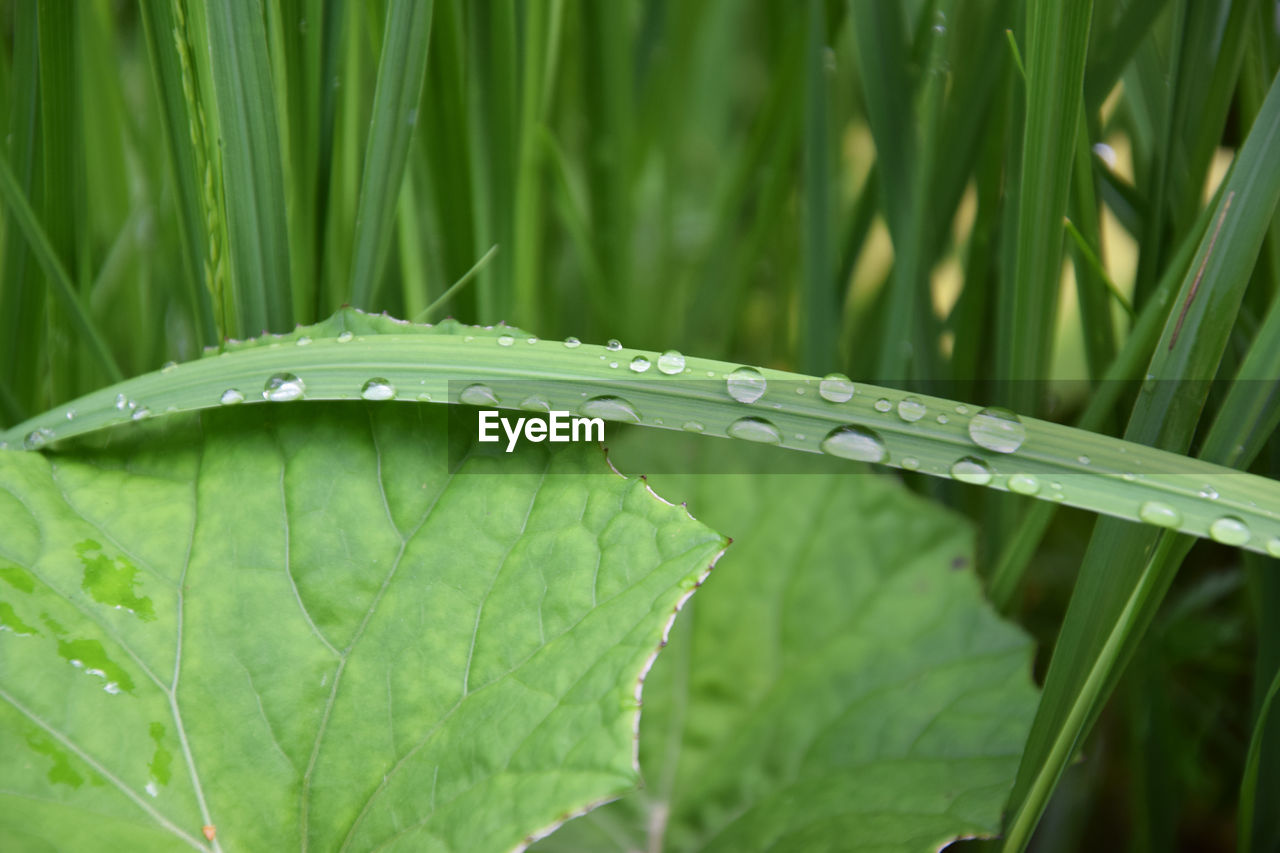 Close-up of wet leaf