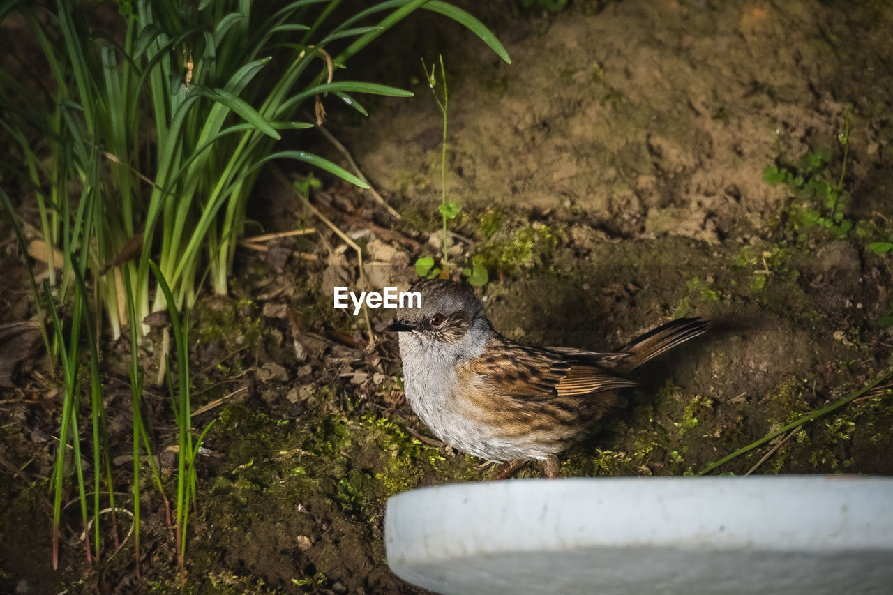 High angle view of a dunnock perching in our garden