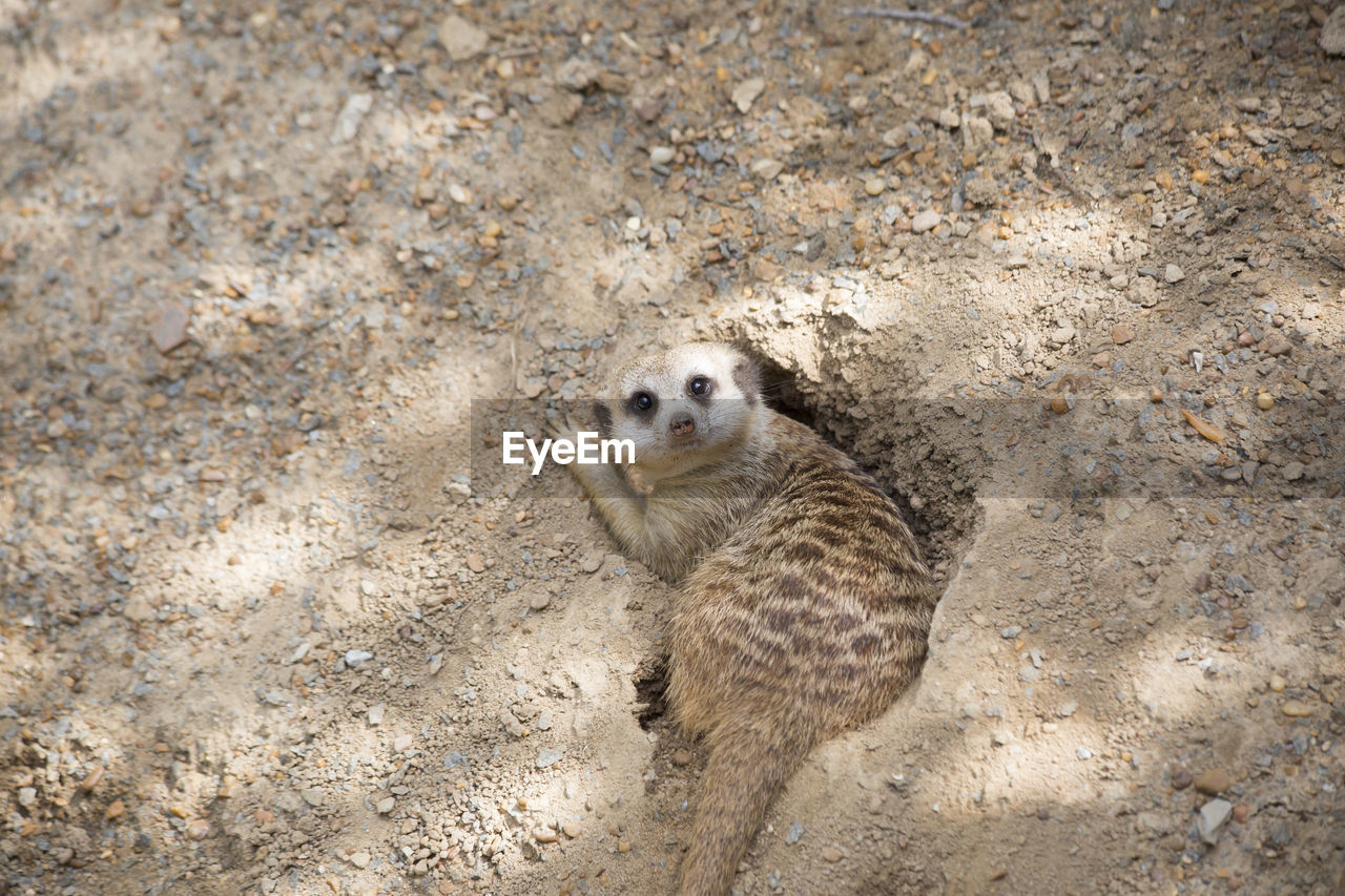 HIGH ANGLE VIEW OF LIZARD IN A LAND