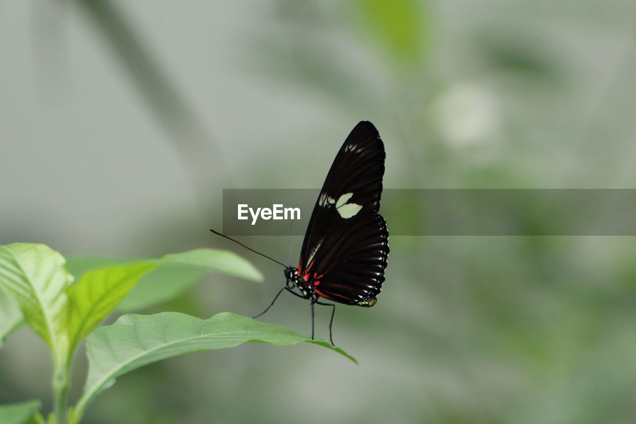 CLOSE-UP OF BUTTERFLY