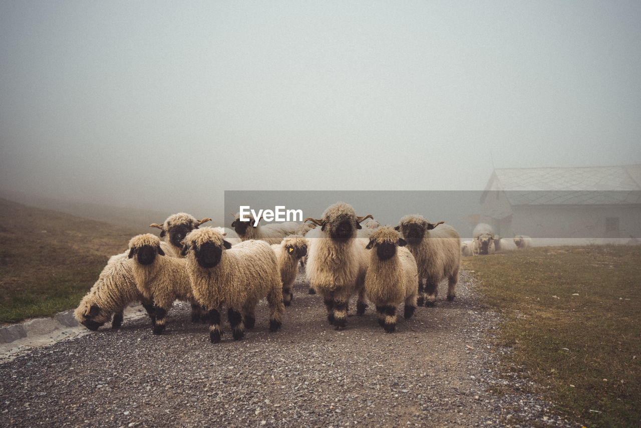 Herd of valais blacknose sheep walking through alpine village in fog