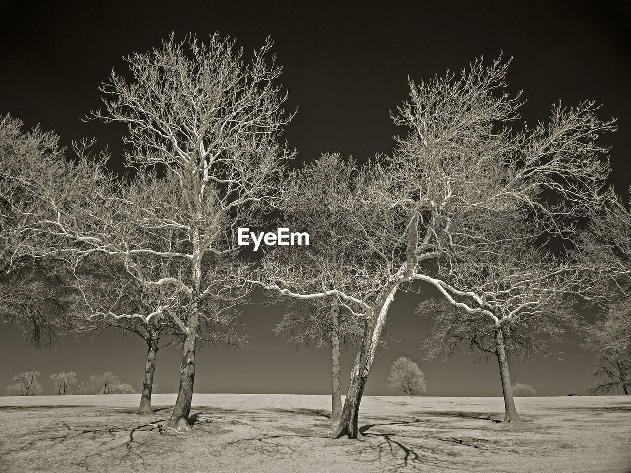 View of bare trees on landscape