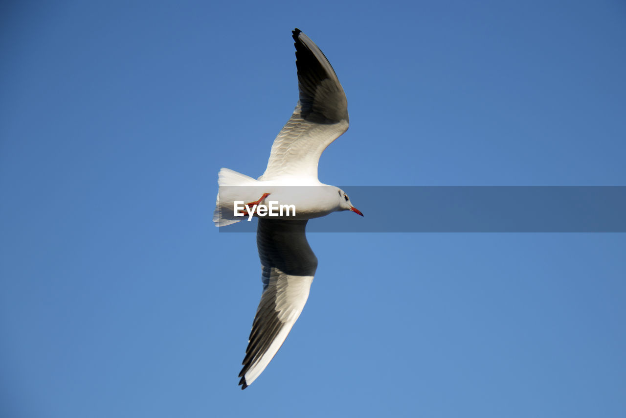 LOW ANGLE VIEW OF SEAGULL FLYING AGAINST BLUE SKY