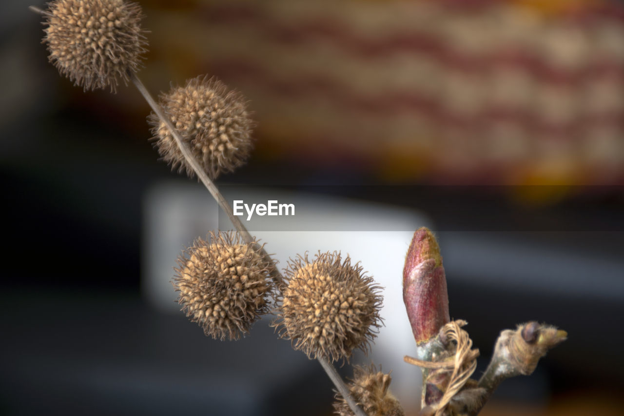 CLOSE-UP OF WILTED PLANT WITH DRY LEAVES