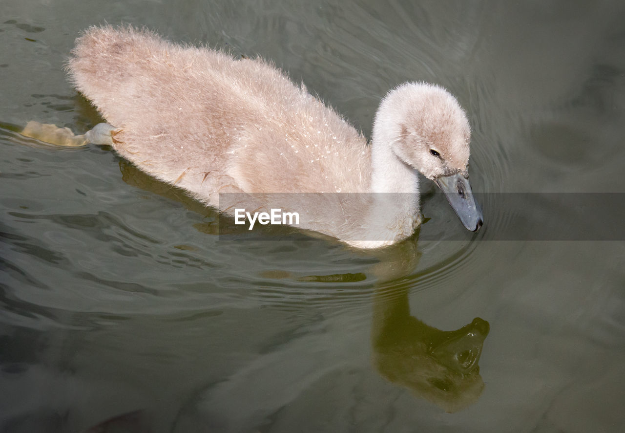 High angle view of baby swan swimming in lake